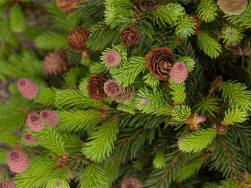 <em>Picea abies</em> ‘Rubra Spicata’
