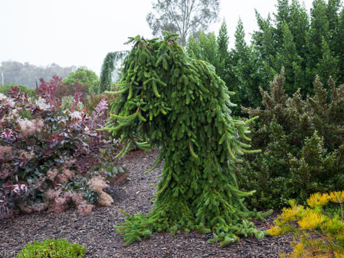 <em>Picea abies</em> f. pendula at Circle Oak Ranch, California.