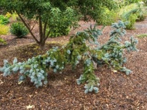 'Pendula' Colorado spruce - conifer or sculpture?