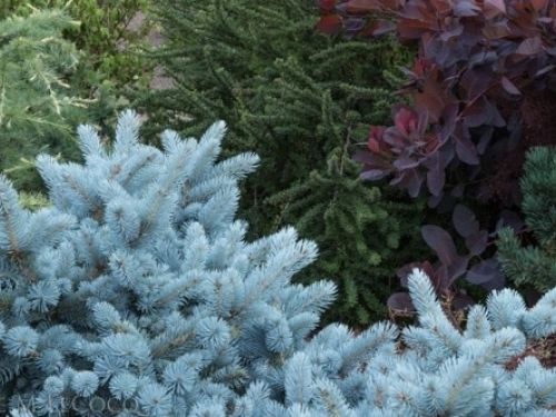 <em>Picea pungens</em> (Colorado blue spruce) ‘Lucretia’