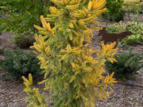 Picea abies 'Aurea Magnifica' at Circle Oak Ranch in California.