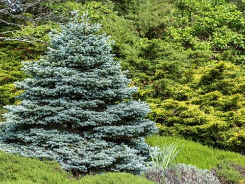 Colorado Blue Spruce (Picea pungens)