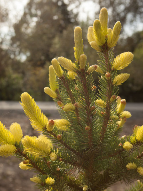 <em>Picea pungens</em> ‘Gebelle’s Golden Spring’