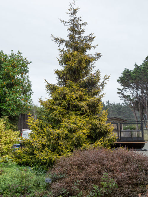 <em>Picea orientalis</em> ‘Skylands’ at the Mendocino Coast Botanical Gardens