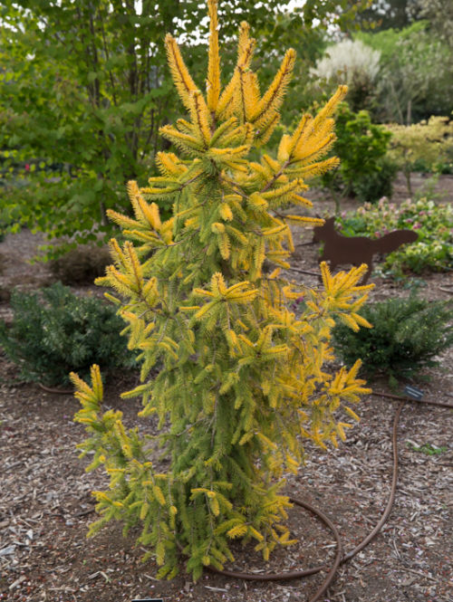 <em>Picea abies</em> ‘Aurea Magnifica’ at Circle Oak Ranch in California.<br> Photo by Janice LeCocq