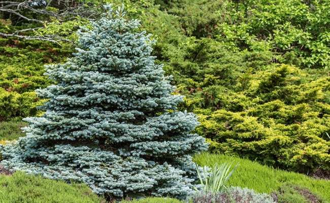 10 Types of Spruce Trees Everyone Should Know