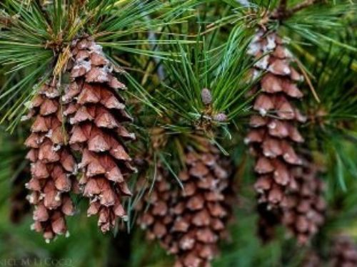 Two years of seed cones on Pinus strobus 'Angel Falls'