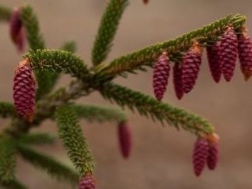Young seed cones on Oriental spruce 'Fasty Gold'