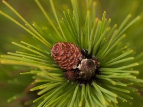 Young seed cone on a mugo pine