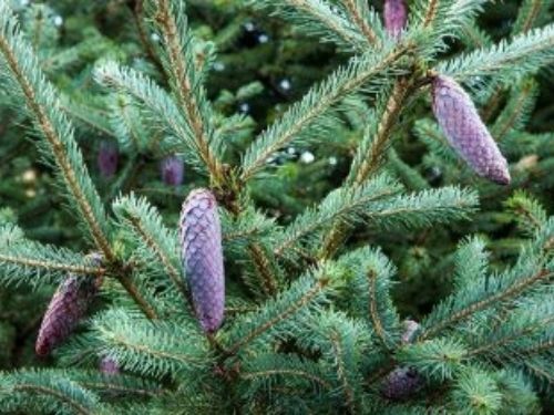 The Color Purple: female cones on Picea likiangensis