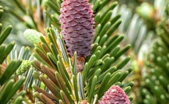 12 Amazing Conifer Cones