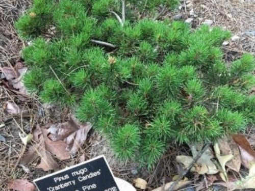 Pinus mugo ‘Cranberry Candles’ has a new home in the renovated rock garden.