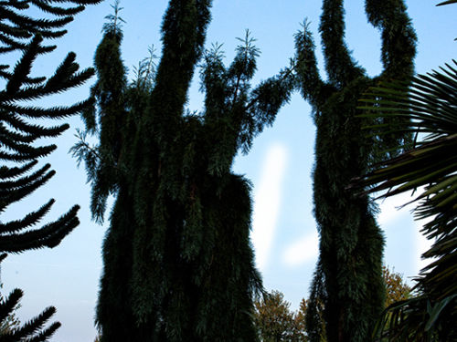 <em>Sequoiadendron giganteum</em> ‘Pendulum’ dwarfing your editor