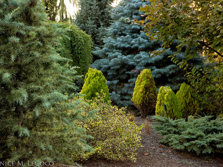 The Oregon Garden conifer collection