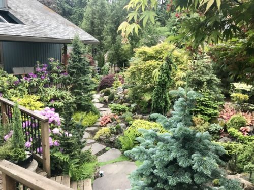 A dazzling display of conifers and rhododendron in the Klemens garden