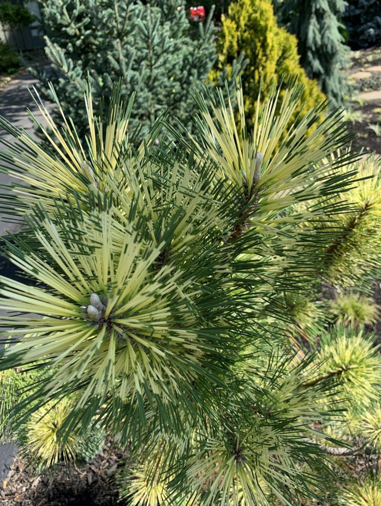 Variegated hybrid pine 'Beni Kujaku' in the Klein/Lowe Garden.  Photo by Deb Guardia.