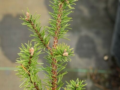 Pinus banksiana ‘Jack’s Bean Stalk’