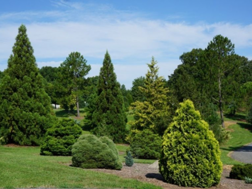 Bartlett Arboretum Mature Conifers