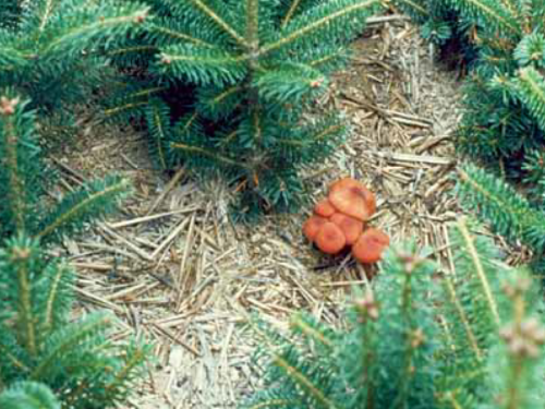Fruiting bodies (mushrooms) of a mycorrhizal fungus in a fir transplant bed. Photo: John H. Ghent, USDA Forest Service, Bugwood.