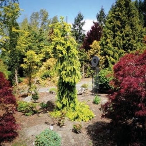 Picea abies 'Gold Drift' at Coenosium Gardens when the author lived near Eatonville, WA