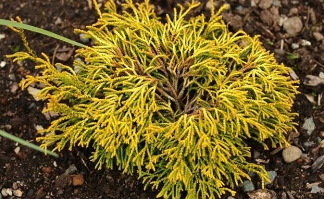 Collectors' Conifer of the Year - orders now closed