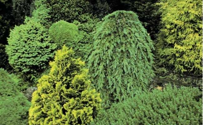 The Origin of Conifer Cultivars