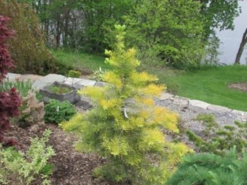 Abies concolor 'Wintergold' at Crooked Lake