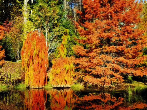 Cox Arboretum in its fall colors