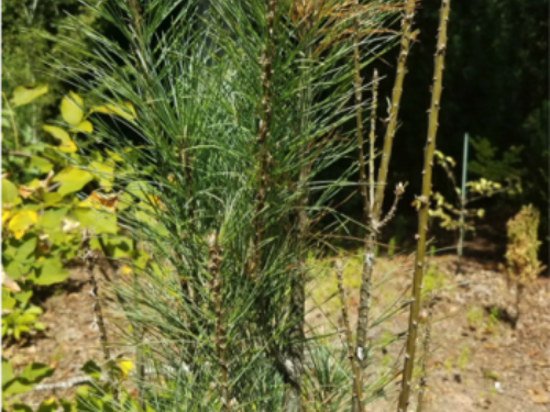 Sawfly damage on 5-needle Pinus strobus ‘Stow'