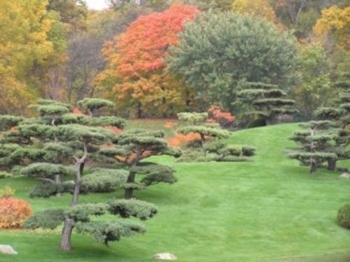 Sculpted Pinus sylvestris at the Chicago Botanic Garden