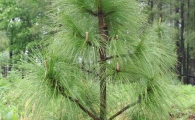 ACS Supports Conservation Efforts for Longleaf Pine