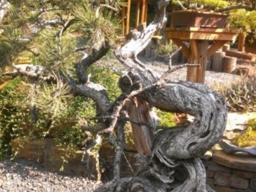 An ancient Pinus ponderosa bonsai at International Bonsai Mirai