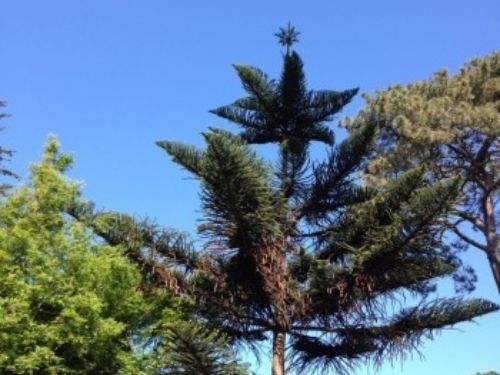 Araucaria heterophylla (Norfolk Island pine) by Jack Christiansen