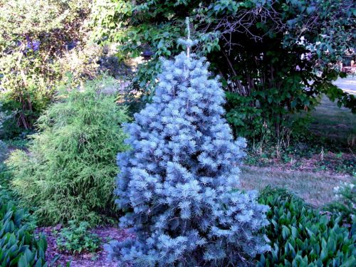 This Abies concolor 'Compacta' can give blue spruce a run for its blueness! Photo by Dennis Groh