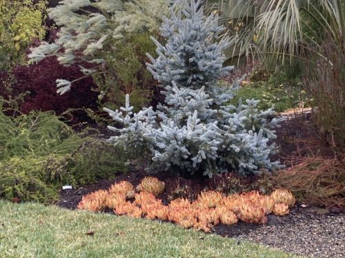 What S Wrong With My Blue Spruce American Conifer Society
