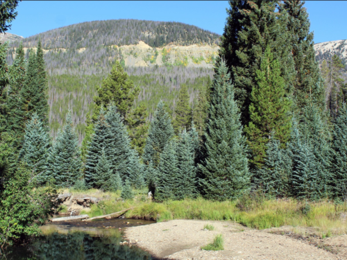 What S Wrong With My Blue Spruce American Conifer Society