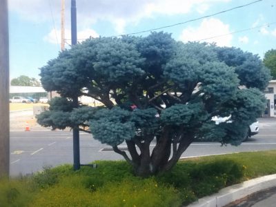 Picea pungens 'Glauca Globosa' in Lancaster, PA, planted in 1975, regularly cloud-pruned