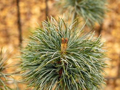 Closeup of Pinus parviflora needles. Photo by Tom Cox