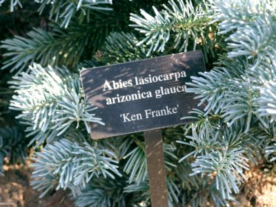 Abies lasiocarpa 'Ken Franke' in a Detroit-area garden