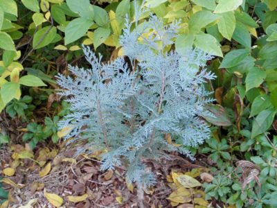 Chamaecyparis pisifera 'Pelt's Blue' in a Detroit-area garden