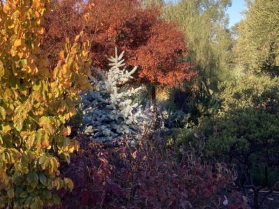 Picea pungens 'Bizon Blue' in a Sonoma County, CA garden