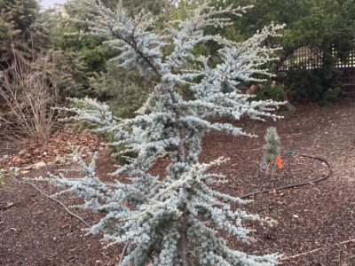 Cedrus atlantica 'Horstmann' in a Sonoma County CA garden