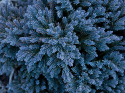 Juniperus scopulorum 'Blue Star' in a Sonoma County, CA garden. Photo by Janice LeCocq