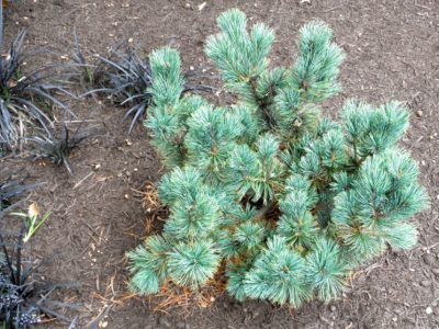 Pinus pumila 'Blue Dwarf' in a Detroit-area garden