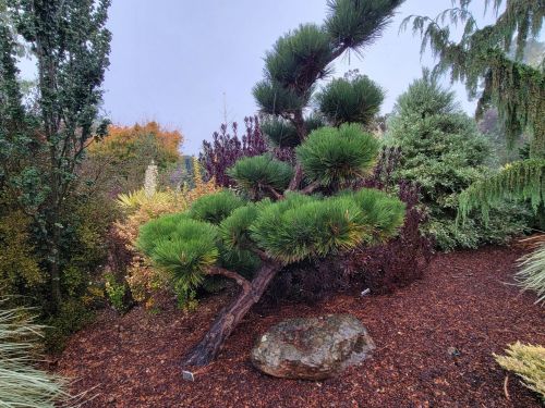 This Pinus thunbergii 'Thunderhead' resents the designation 'supporting role'