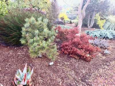 Pinus thunbergii 'Porky' with Coprosma x 'County Park Red'