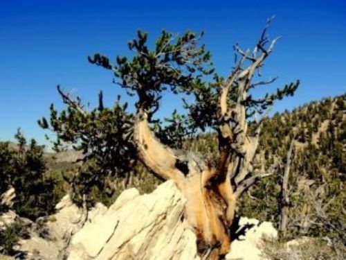 Pinus longaeva in Inyo National Forest, White Mountains