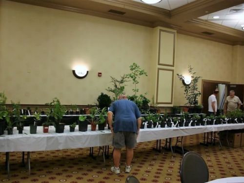 A few coniferites checking to make sure their bids are still winning, between conference events. This is only a small portion of the plants in the auction. Plants on this table include many of the miniature cultivars contributed by Larry Stanley. (Photo by Jeff Harvey)
