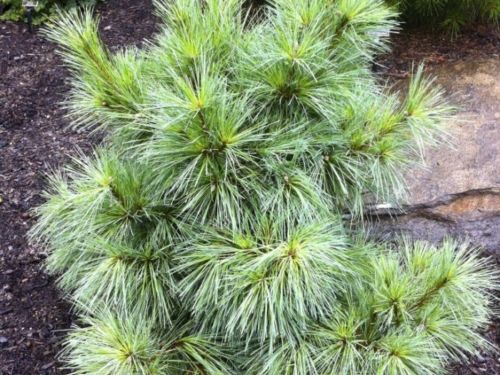 Pinus x schwerinii ‘Wiethorst’ photographed in the Steinhardt garden, Mt. Kisco, NY, during the 2013 National Meeting.