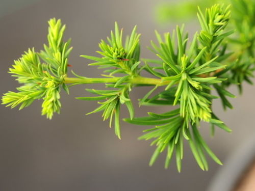 Bald cypress foliage is feathery and delicate. Photo courtesy of Conifer Kingdom
